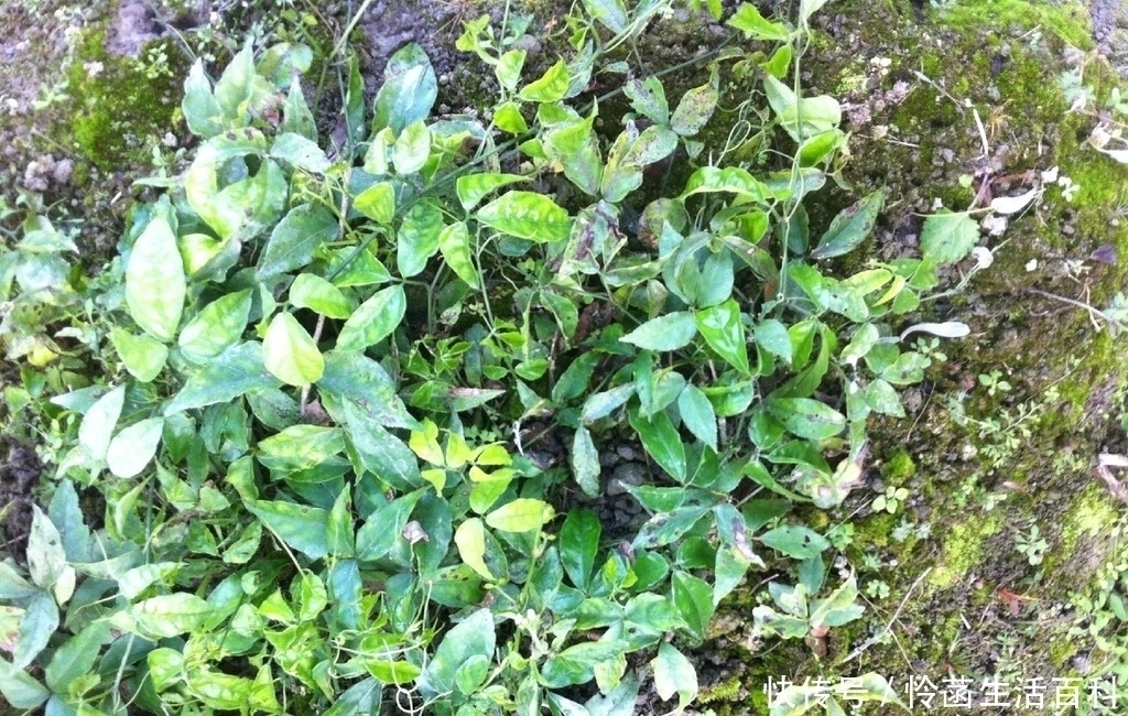 栽培物|农村一种“长腿”的草,老人们称为“仙药”,现在城里一斤600元