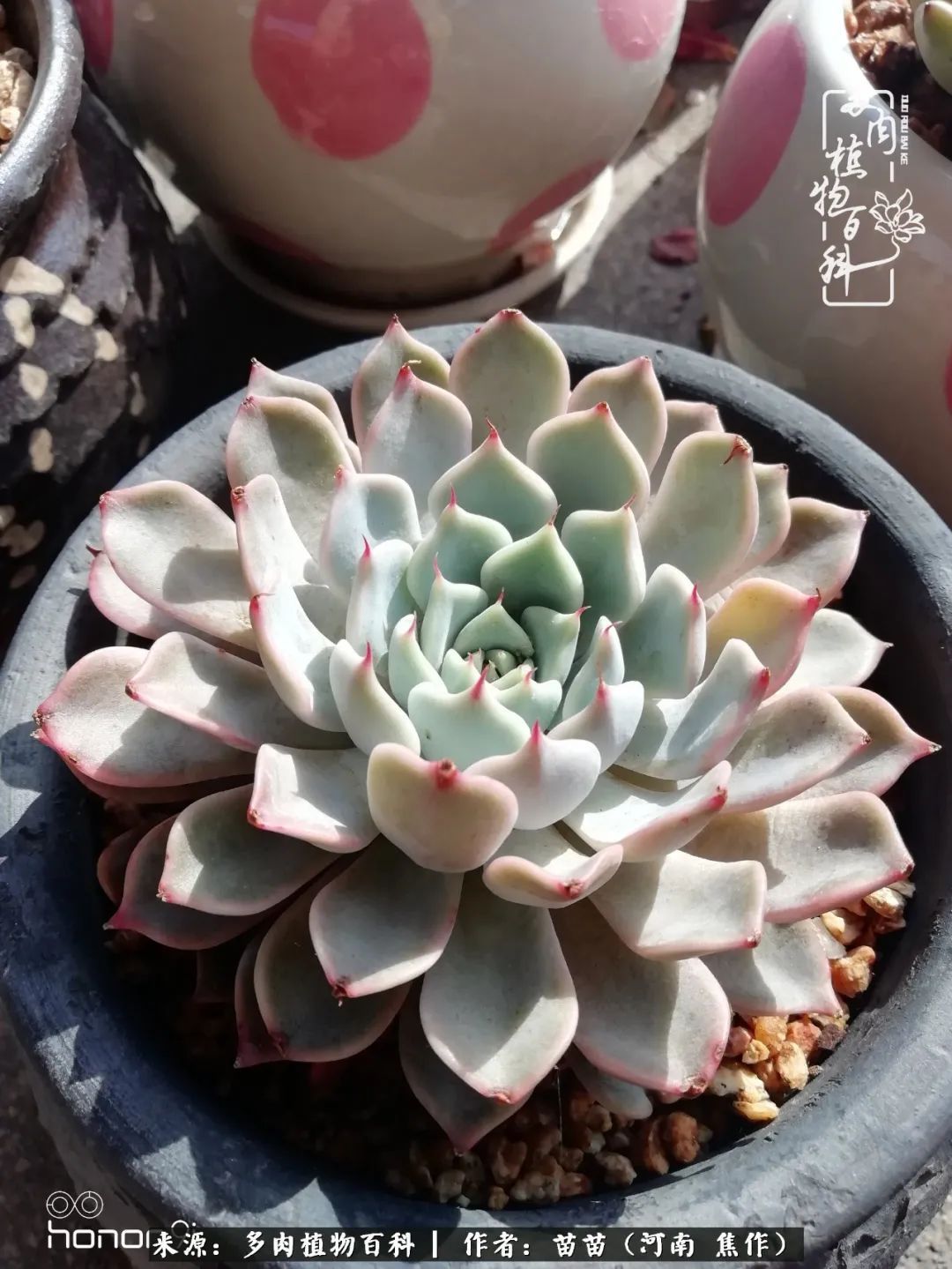 迷上多肉后，有一种喜欢叫一日看三回！