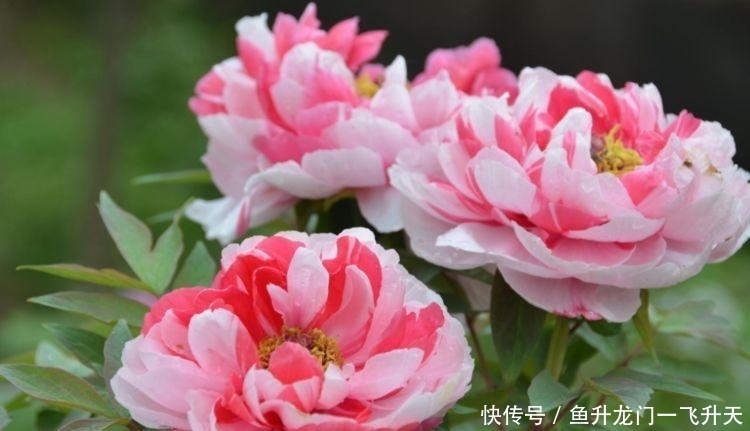 适合冬天养护的4种花,花朵硕大花量大,美轮美奂