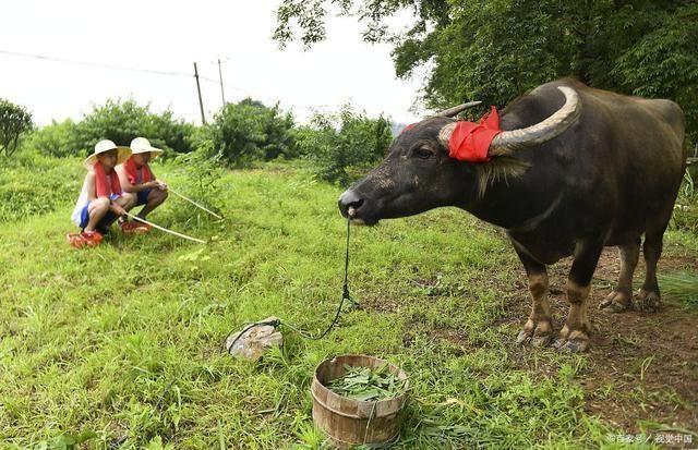 芳茵!农村牧童诗词18首绿色田园牧子悠,闲来牛背入眠休