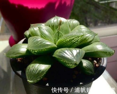 三仙|多肉三仙寿怎么养教你3个小妙招,养出晶莹剔透又饱满的三仙寿