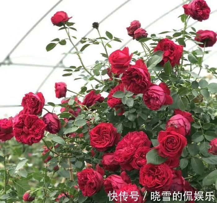 养殖|月季花的养殖方法