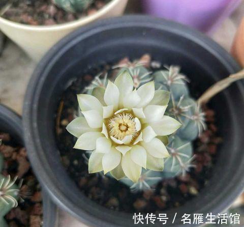 花盆|夏季养这三种花，用小盆更容易度夏，秋凉后疯长