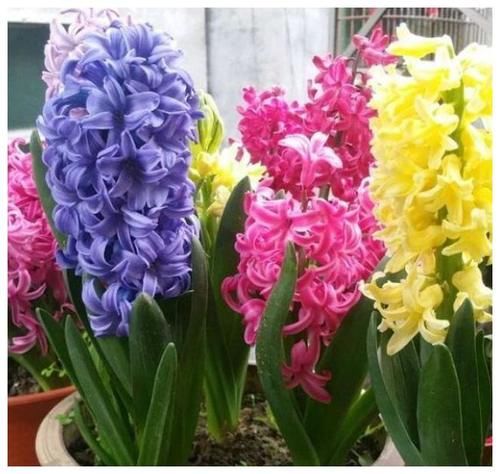 4月10日，家里养上5种招财花，花朵美轮美奂，你一定会喜欢！