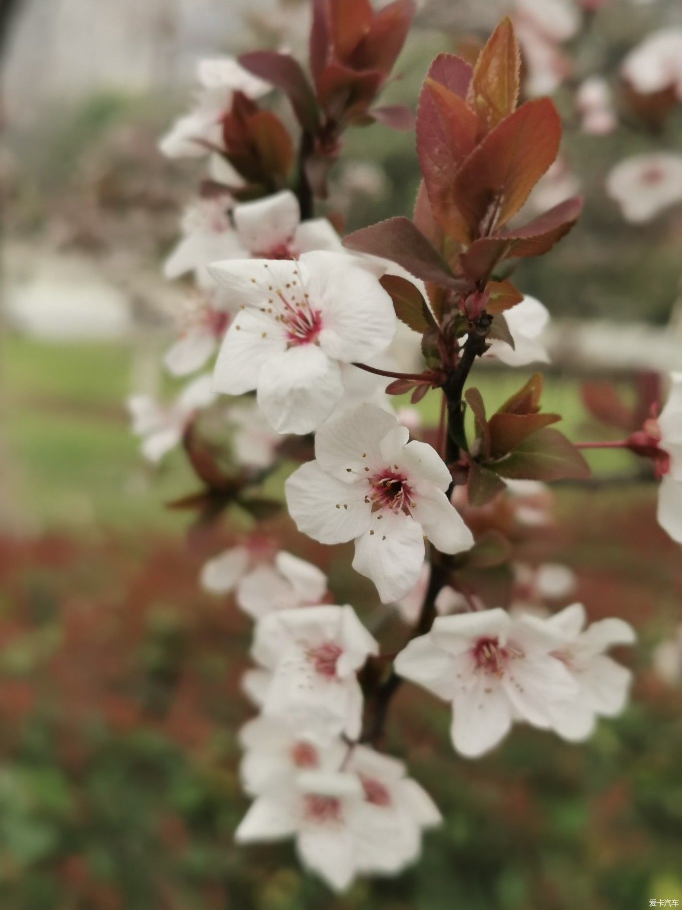 紫李花盛开期