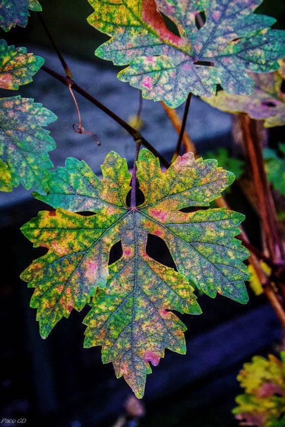  颜色|原来大自然才是真正的“调色高手”！