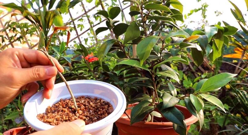 扦插育苗甭在用土了！这么扔水里，不用管，茎叶自己就生根