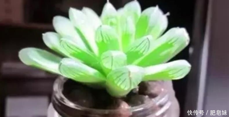 水培多肉|多肉还可水培?多肉土培转水培,快速生根方法全在这儿~
