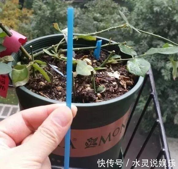 鱼缸|盆土硬成大疙瘩，浇点松土剂，立马软得像发糕！