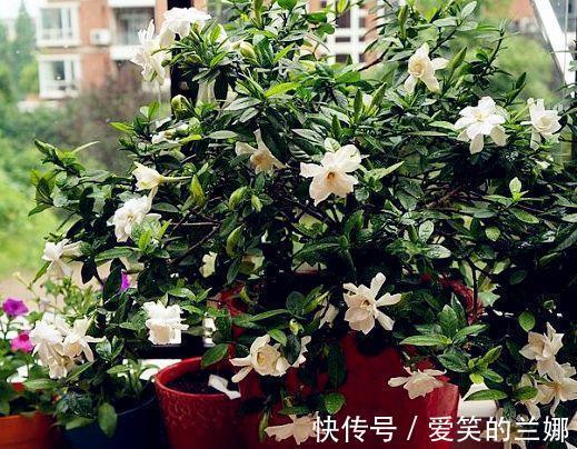 养花|这三种花不仅好看,而且有助于睡眠。需要失眠的人,赶紧养一盆!