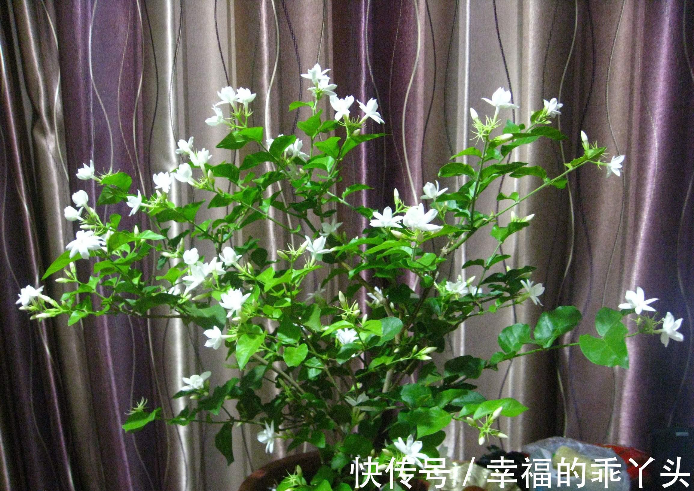 茉莉进入花期,学会这个技巧,花苞咕噜冒,花开一茬又一茬