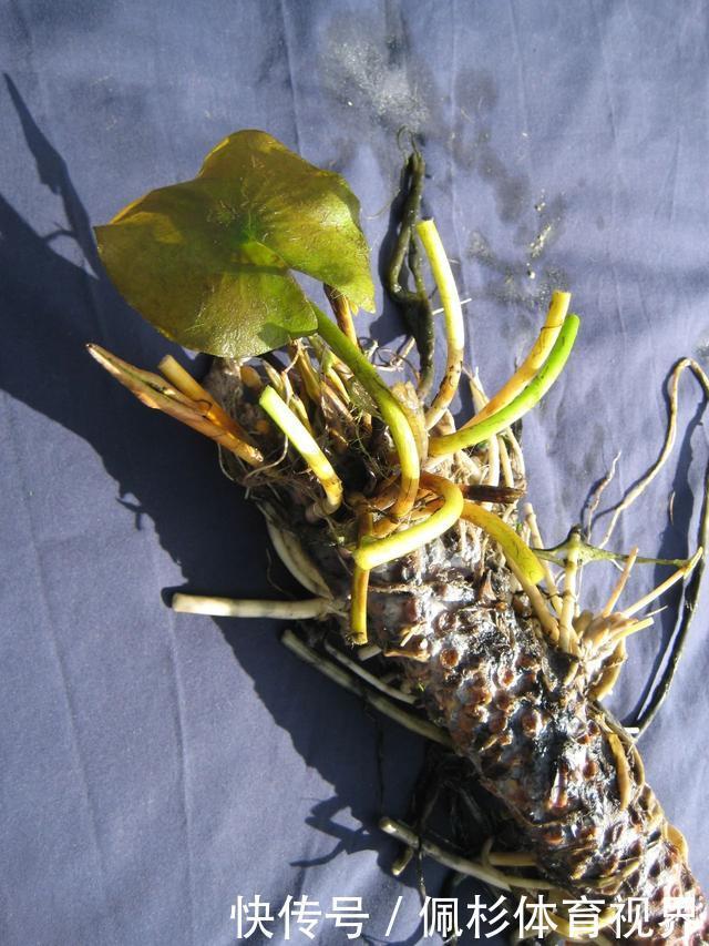 睡莲叶子老是烂,水里长虫,怎么促进开花?这些问题都统一回答了