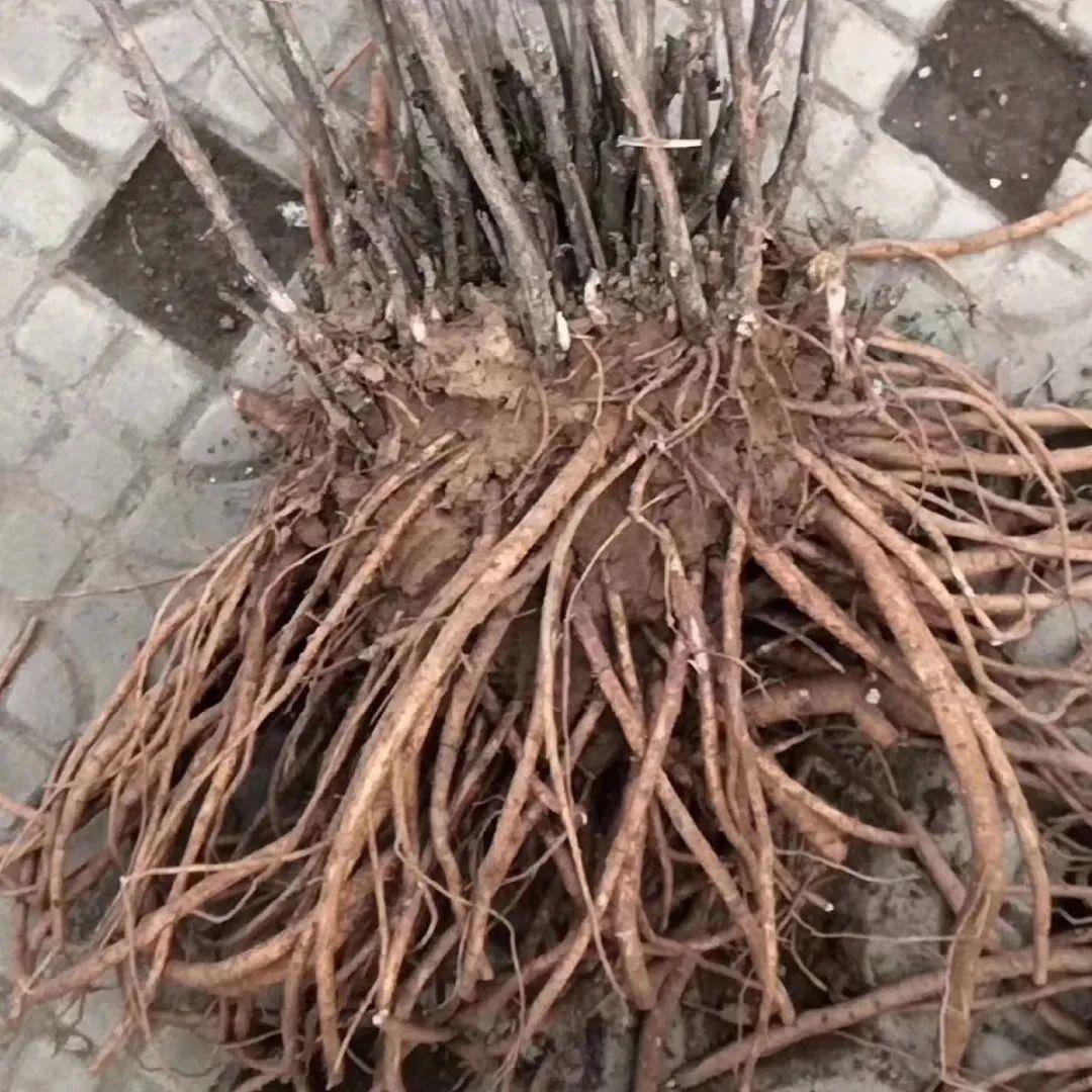 枯萎|9种花是富贵命,必须大盆养,小盆养会憋死