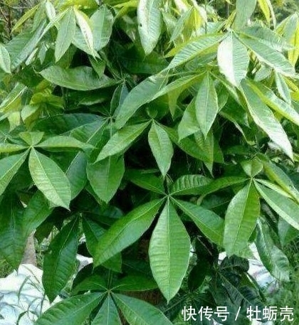 施肥|想要养好花,记住1句话,10种盆栽都能用,养1盆爆1盆!