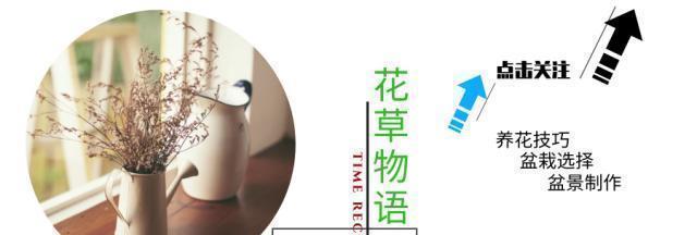 花期到了不开花用上1种“白粉末”,早晚浇一点,花多到压弯枝