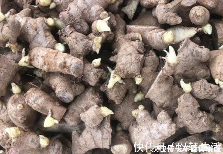 阳台盆栽生姜,简单4步走,叶绿当花赏,不用再去买,自给自足