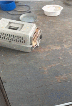 |搞笑GIF：我问女神爱不爱我 结果她发过来一张图