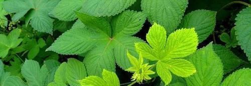 中年|3種農(nóng)村野外常見(jiàn)的野草,不僅是美味的野菜,還有很好的養(yǎng)生功效