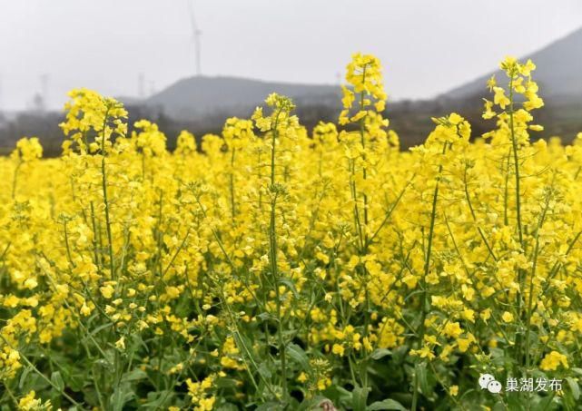 《行遍合肥》巢湖油菜花海已上线！遍地金黄！