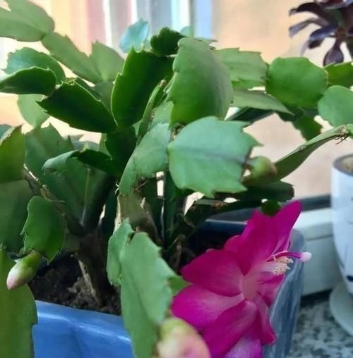 养花土里掺点它,碱性变酸性,花卉叶子呼呼长!