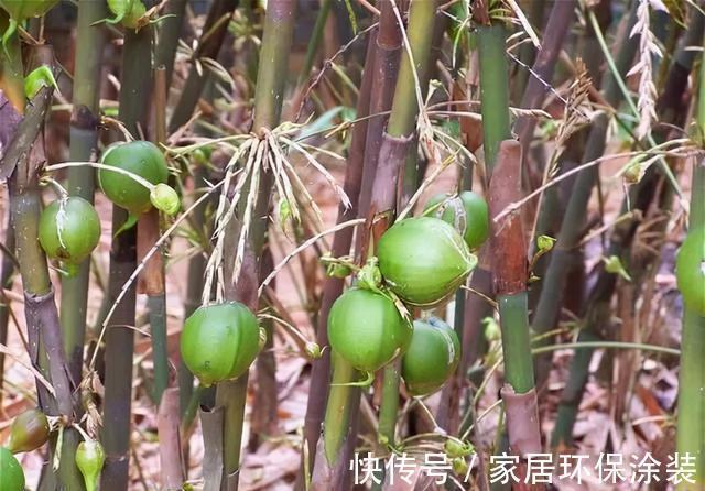 老话|“竹子开花,马上搬家”有啥寓意?不搬家会怎样?3方面带你了解