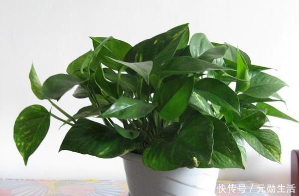 孔雀竹芋|家里不够向阳,想养花怕养不好,那这几种花值得入手