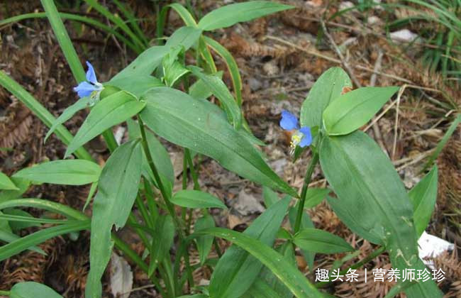 竹叶草|叶似竹叶，花似蝴蝶，曾拿来喂猪，既是野菜，也是药，你可见过