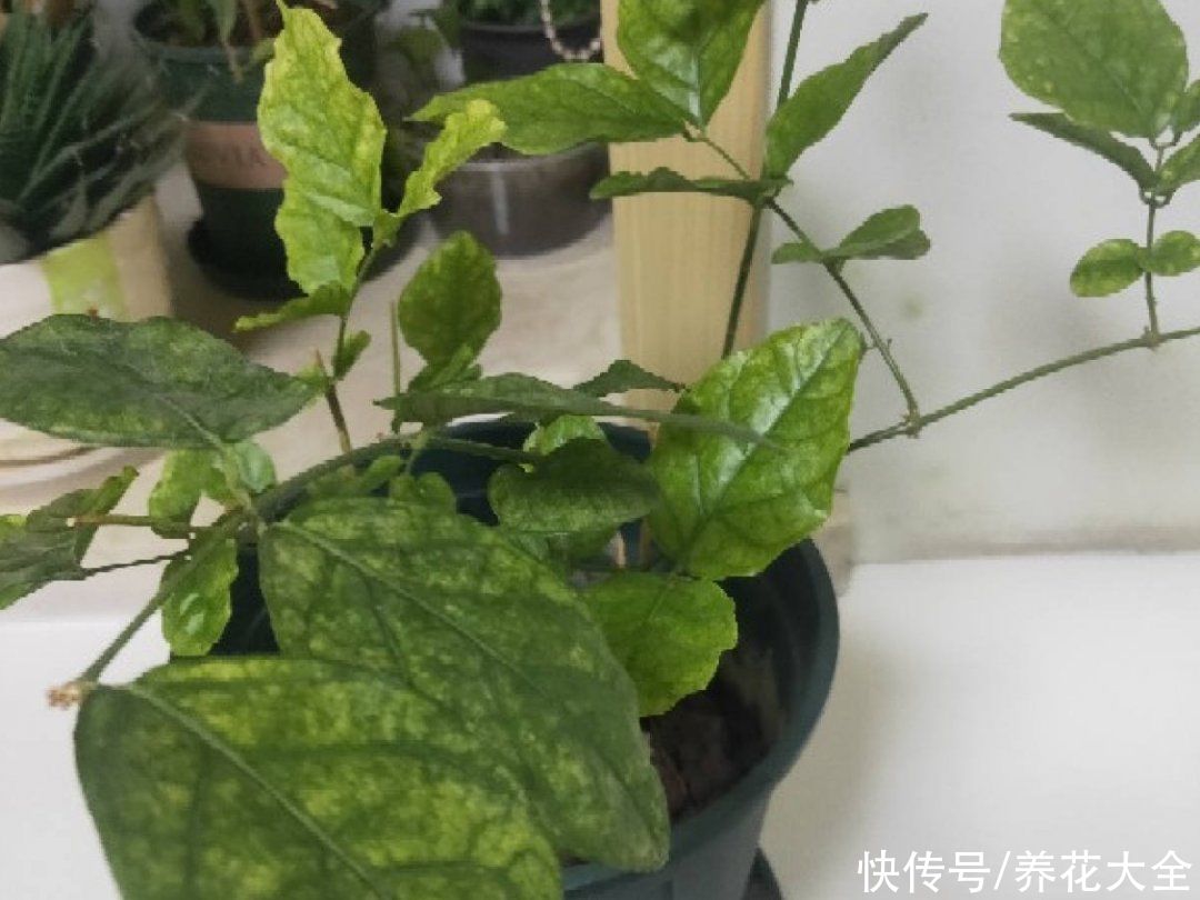 月季|养花“黑名单”实在太难养，心累