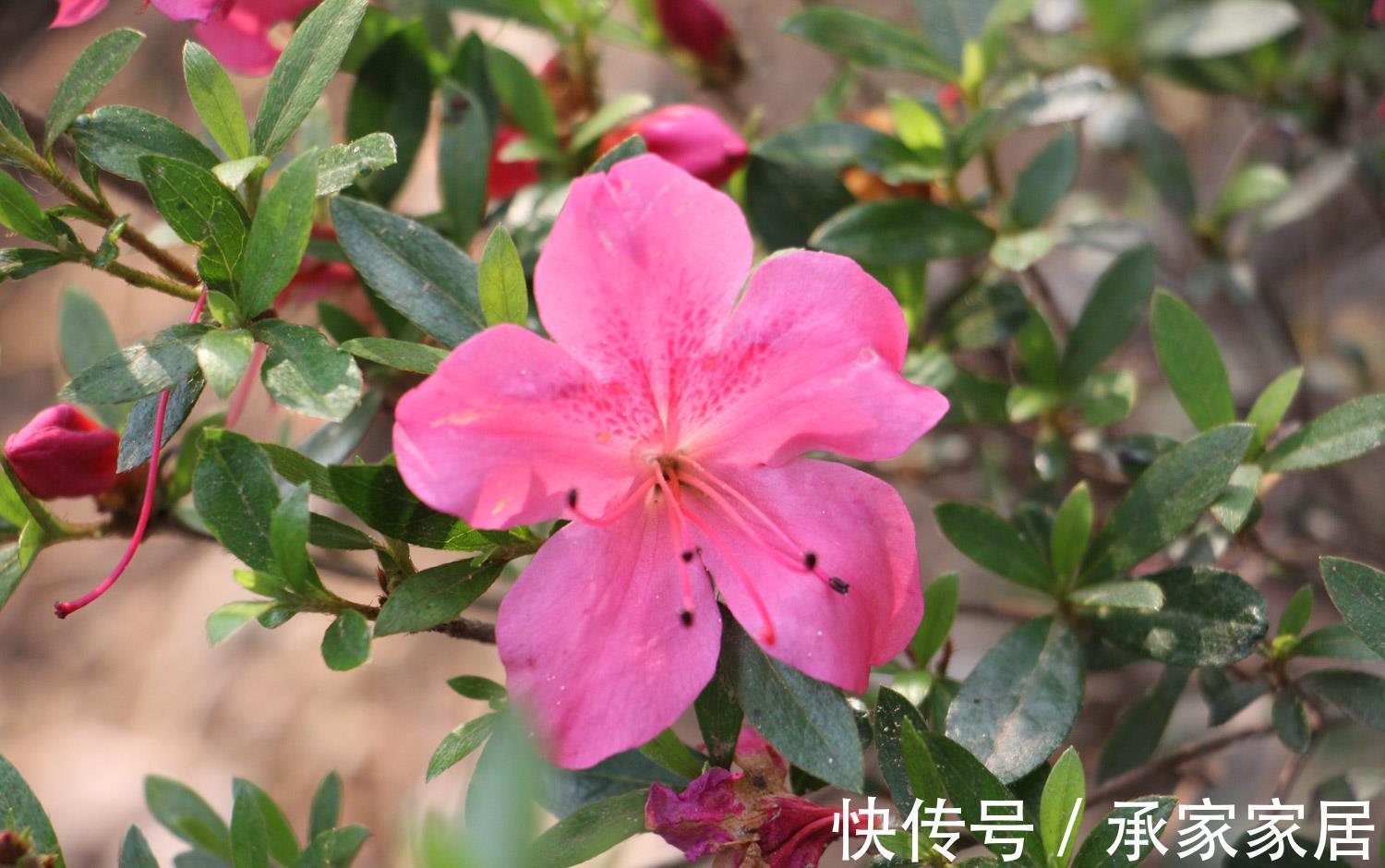 桂花|养花试试这几款，7月不要轻易修剪，不然到了花期没花看