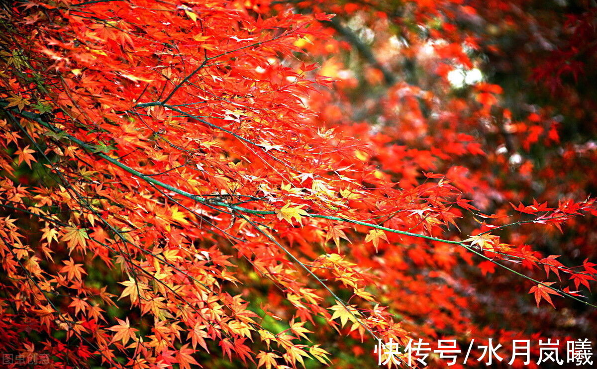 人间草木@愿有一人,待你如初,疼你入骨,懂你悲欢,知你冷暖