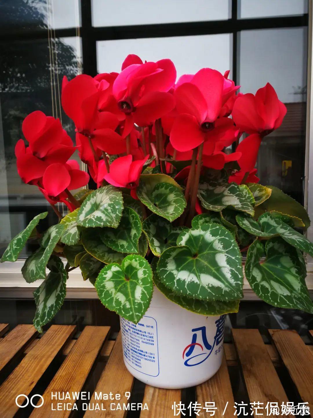 大岩桐|君子兰千万别喷水,一喷水就烂叶,3天就要死翘翘!