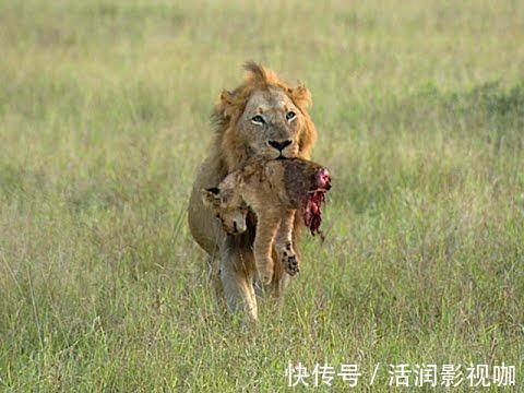 |动物搞笑照片的背后,是狮子的生存逻辑,和雄狮对流言蜚语的辩白