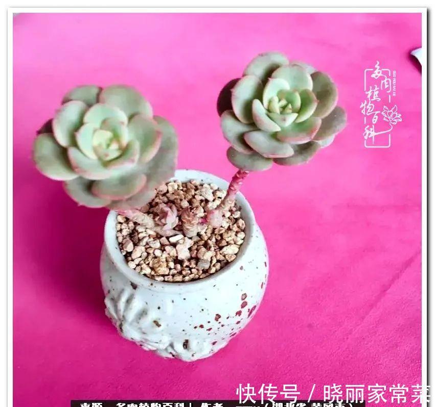 百科|多肉之路,让我沉醉,浮世三千,有肉就欢!