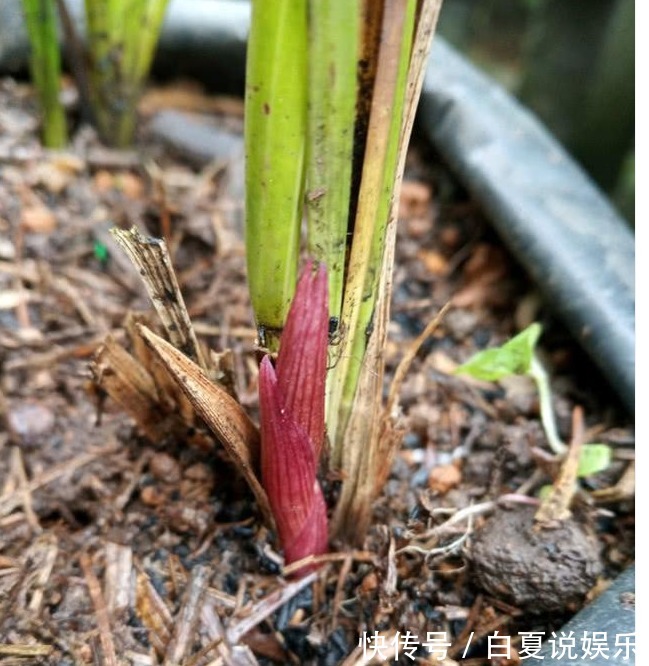 浇水|9月养兰花，做好2“润”，花芽呼呼冒，花香十里