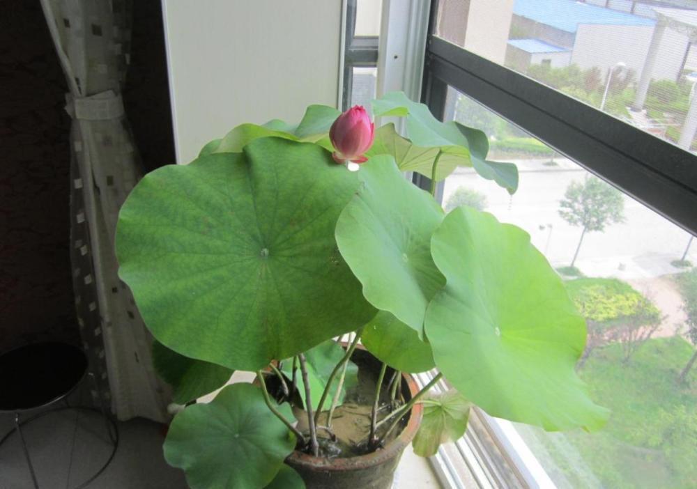 浇灌|这6种常见药，人吃不完就拿来养花，操作简单，效果好