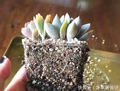 养多肉,做到“3控、1多、1勤”美艳多汁,胖成肉球