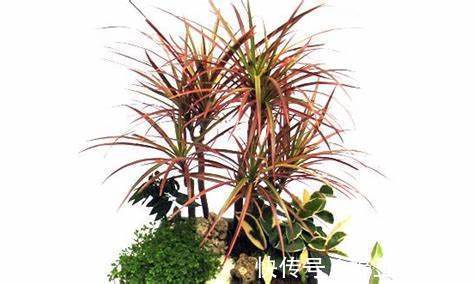 6种植物，能净化空气，适合放在阳光灿烂的厨房、阳台