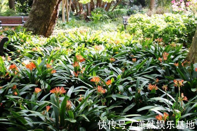 张大爷养的君子兰，一年能开2次花，把他的方法毫无保留地分享