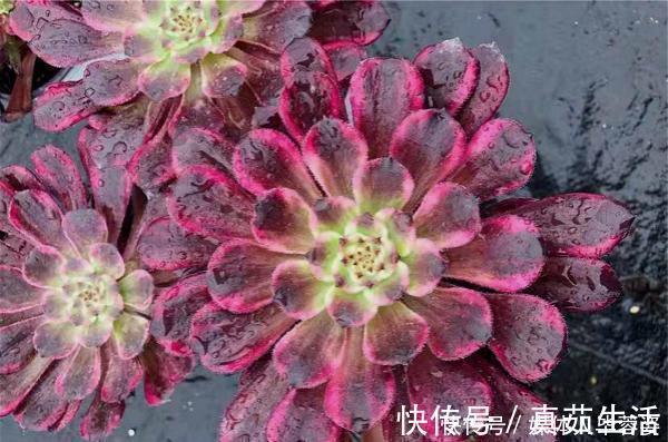9种多肉,贵且难养,怕晒怕淋爱秃长,买了多半成鸡肋