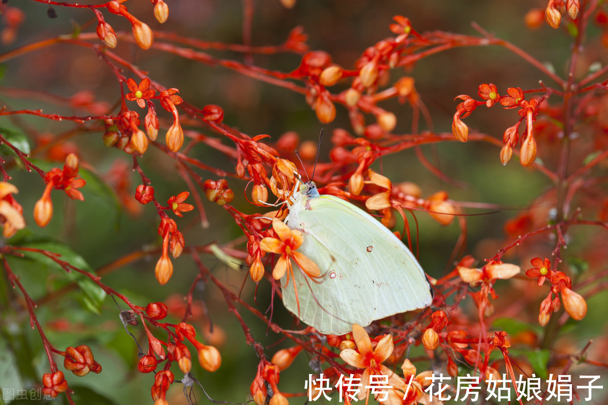 花友们|3种喜阴花，搁在北阳台，少晒太阳，少管它，枝繁叶茂开满花
