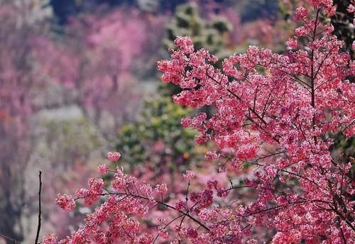 樱花|冬天最“不合时宜”的景色，万亩樱花绽放，惊艳了世界！