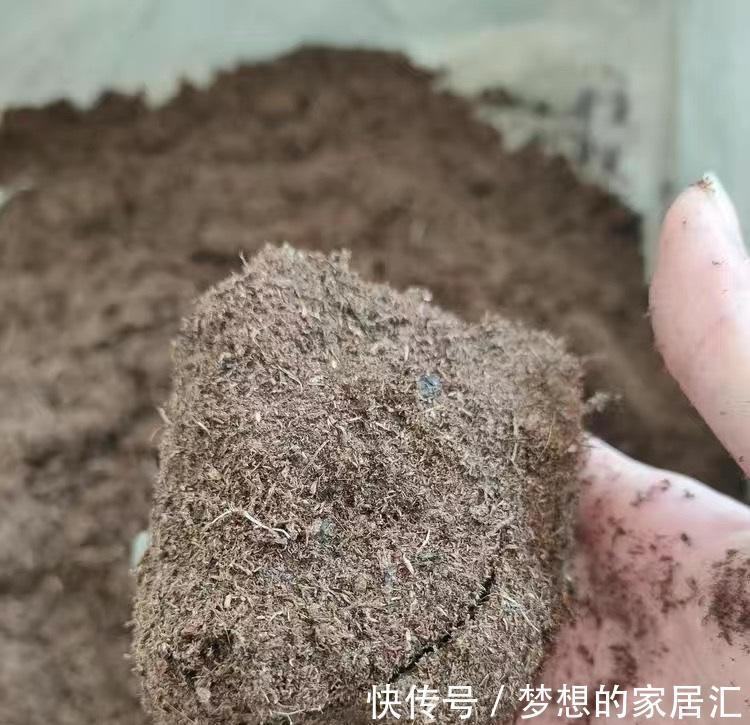多肉|养多肉的“通用配土”，不要乱花钱了，买这2样土，养多肉足够
