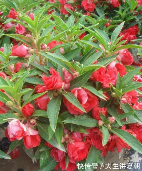 止痛|十个人九个腰疼，此野草泡水喝，活血止痛，祛风湿，痛经也不见了