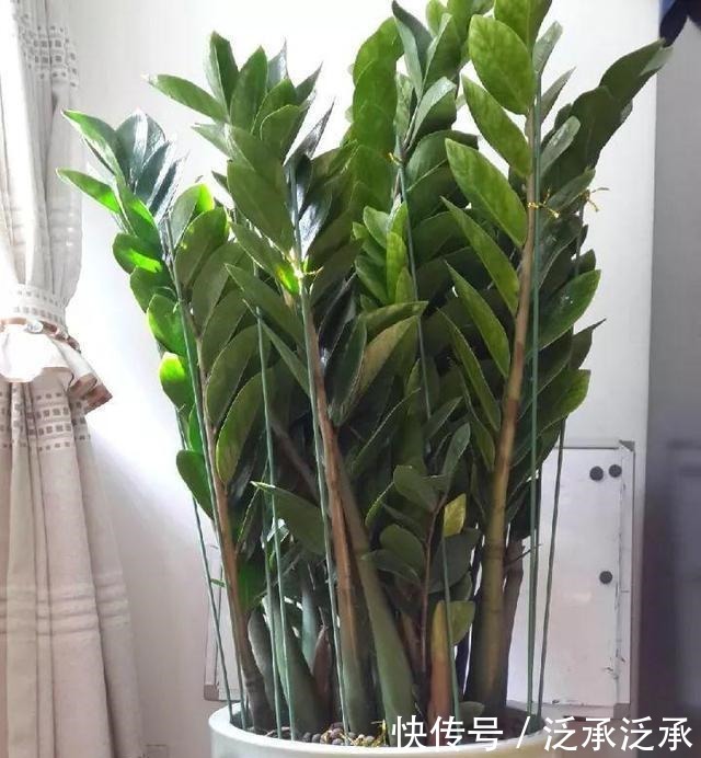 室内养5种花不能多浇水,水一多就烂根,救都救不回来!