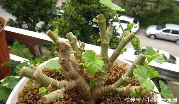 休眠期|4种花“趁早”剪，把枝条、叶子全剪了，长得密、开花早