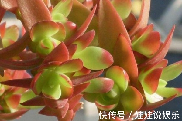 多肉火祭时不时变绿，当你知道这些原因后，保证它又能火起来