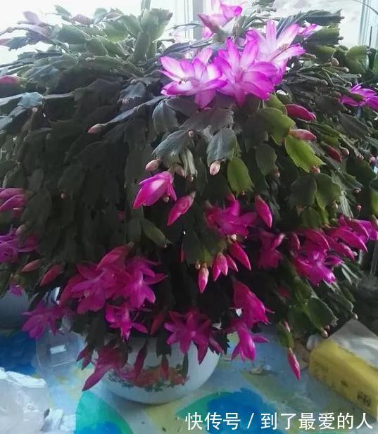 蟹爪兰，仙人掌科附生肉质植物！日常注意4要点，花开爆盆
