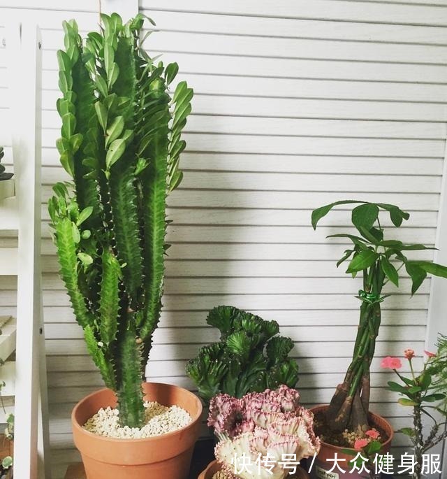 家中养这4种“懒人树”,一年蹿到两米高,客厅变成“绿森林”!