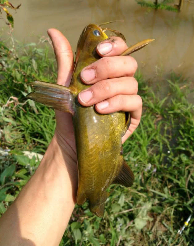 钓黄骨鱼并不需要太多技巧,用这“脏”东西打窝,每天都能钓半桶