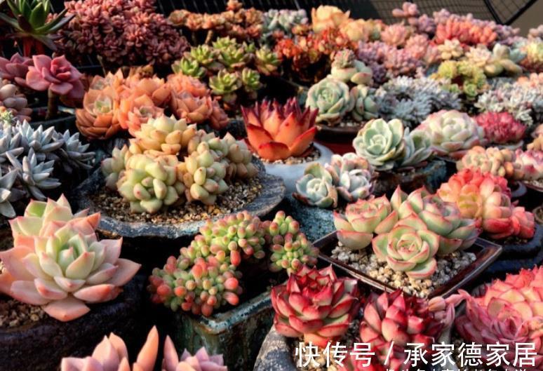 砍头|白露已过,多肉可以换盆和砍头,但操作过程中要注意4点和两不要